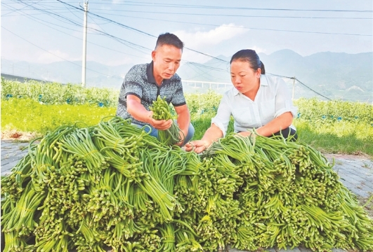全省选派超1200名科技特派员深入基层开展科技服务 他们把技术“种”进泥土里
